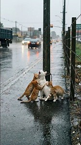 Cruel Reality: Mama Cat Tied in Rain While Her Kittens Wait in Fear | Sweet memes