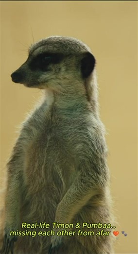 Real-Life Timon & Pumbaa 🧡 #TimonAndPumbaa #Meerkat #Warthog #Wildlife #AnimalFriends