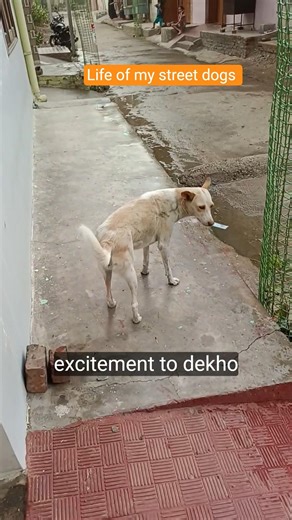 Candy mausam acha hai bhar Jana hai 🐾🤣 #dogfamily #dog #pets #youtubeshorts