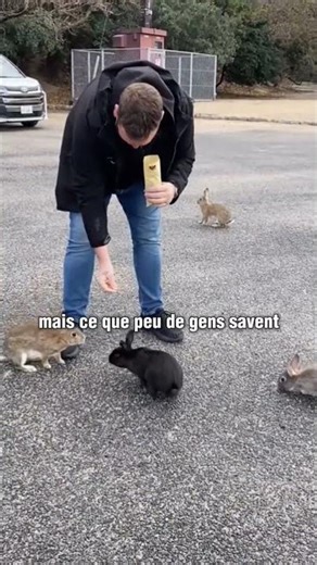 On this island in Japan… the rabbits have literally taken over 🐰