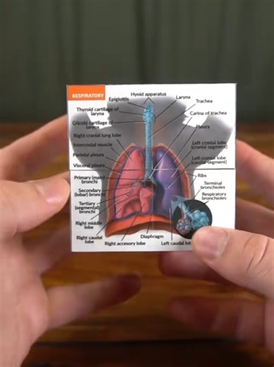 Feline Anatomy Study Cube 😻 #vetstudent
