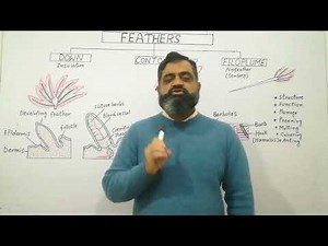 Anatomy of Feathers English medium @prof.masoodfuzail| Types of Feathers |Bird's Feather