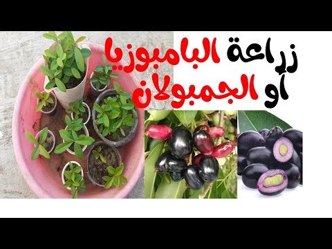 زراعة بذور البامبوزيا أو الجمبولان 1