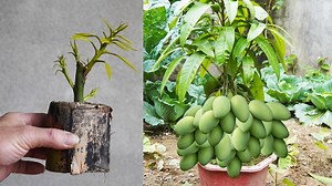 Discover the Surprising Technique to Grow Mango with Cuttings | DIY Balcony Garden