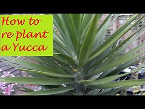 How to save your yucca plant from dying {Brownleaves, Rootbound}