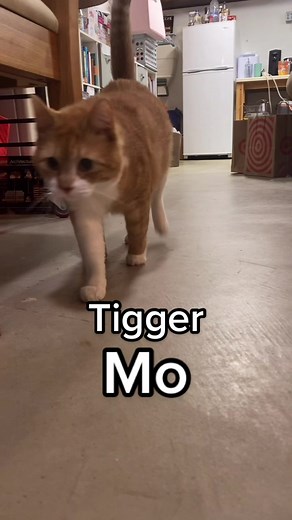 Look at him NOW🥺🥰 do you like my painting of a tiger in the background?? #catsoftiktok #cats #fyp #foryou