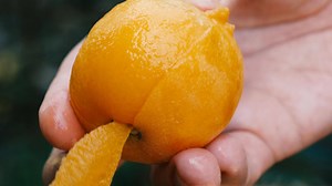 Biwa — which has a taste that is perhaps best described as a mix of peach, pear and mango — has been grown in Minamiboso for nearly 300 years 🍊 | The Japan Times