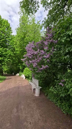 🌿🌲Walk in Park | Signing Birds | Syringa #asmr #europe #naturelovers