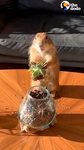 12M views · 363K reactions | Rescued prairie dog makes the cutest little noise whenever Dad says her name ❤️ | The Dodo | Facebook
