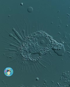 2.3K views · 131 reactions | This is a squashed amoeba, Nuclearia,...