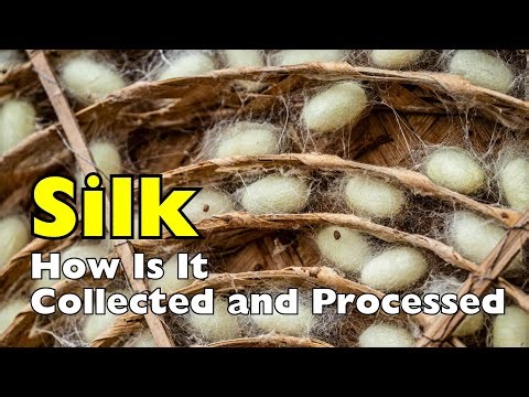 How is Silk Collected and Processed? | 1.1