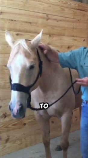 Horse Bodywork Sessions Reviews with Jim Masterson