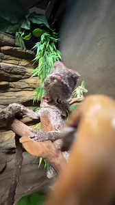 400K views · 2K reactions | Billy The Silly Frilly 練 #lizard #animals #reptile #reels #cute | The Reptarium | Facebook
