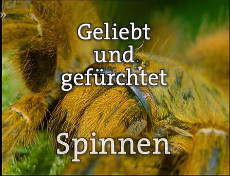 planet schule: Geliebt und gefürchtet: Spinnen · Natur nah