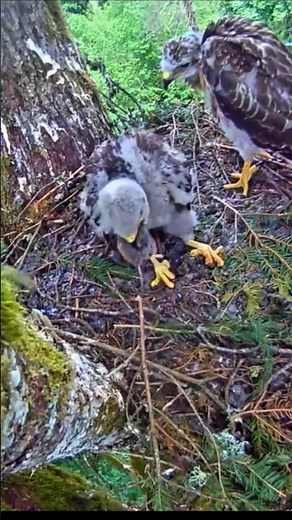 Hungry hawk swallows giant field mouse #birds #wildlife