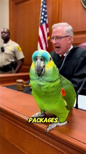 Parrot on Trial for “Love Package Fraud” 😂🦜 | Courtroom Witness Stand Skit