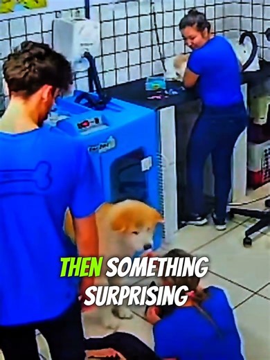 “This Dog Knew He Made a Mistake… And Tried to Fix It”#shorts