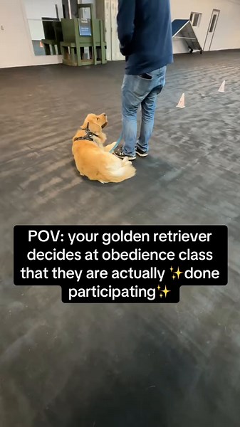 Golden Retriever Obedience Class: The Anchor Move