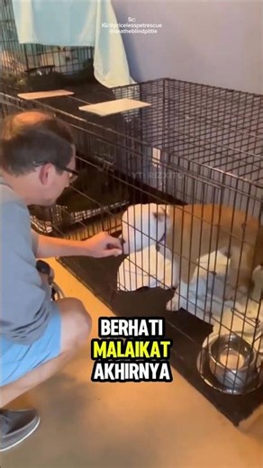 This blind dog finally finds happiness with a family that loves him