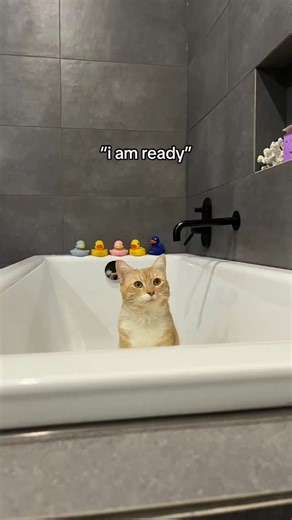 Boots 🐈 | boots was not prepared #cat | Instagram