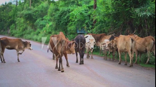 cows on rural road, cattle blocking traffic, herd walking roadside, domestic cows outdoors stock video.