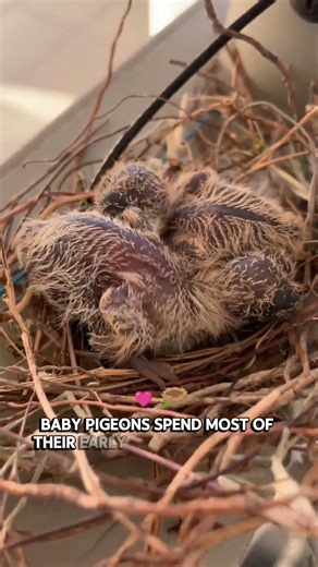 Why Do We Never See Baby Pigeons? 🐦#shorts #earth #universe