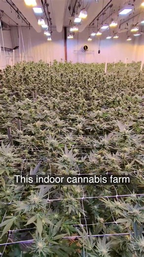 Grow Room sightseeing