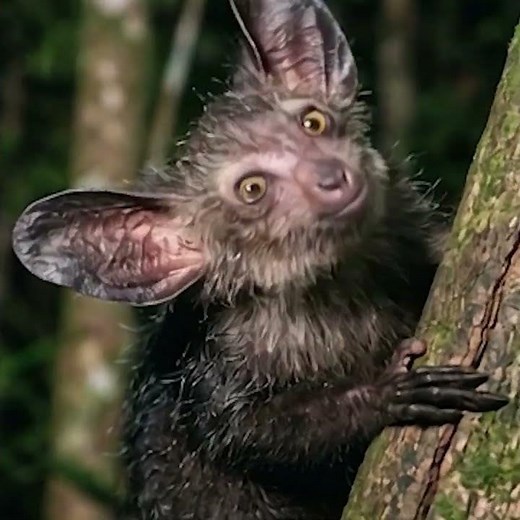 Aye Aye Facts: The Only Living Species & Its Extinct Giant Relative | Rare Madagascar Primate