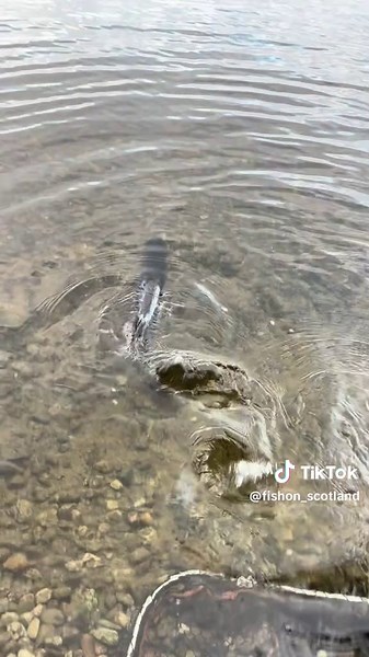 Fish-On Scotland on TikTok