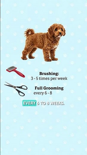 Cavapoo Grooming Tips