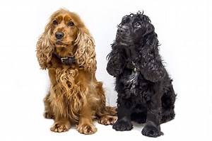 How Big Do Cocker Spaniels Get? All You Need To Know About Their Size And Growth - Easy Spaniel Training