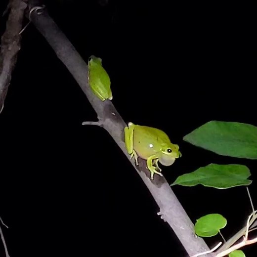 Green tree frog mating call