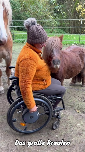 Haflinger Fahrsport (@haflinger.fahrsport)’s videos with Originalton - Haflinger Fahrsport