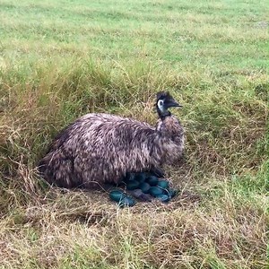 9.7K views · 442 reactions | There are plenty of deadbeat dads in the...