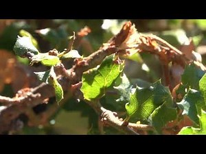 Tiny parasitoid Chalcid Wasps flying erratically and at speed near oak leaves.