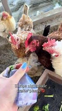 Foods I ll never feed my chickens! #chickens #toxic #food... #Shorts #simplychickensofficial
