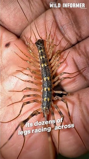 House Centipede: The Creepy Pet That Actually Protects Your Home! #shorts #centipede