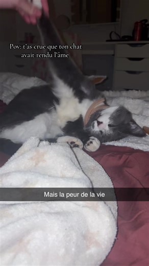 Chat en détresse : Une réaction inattendue !