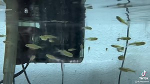 Discover the Green Kubotai Rasbora (Microdevario kubotai), an exquisite and lively fish that will captivate you with its vibrant colors and active demeanor. This small, schooling fish is perfect for adding a stunning splash of color and energy to your aquarium. Vivid Coloration: The Green Kubotai Rasbora is famous for its brilliant neon green coloration that glimmers under aquarium lighting. Its iridescent hue is complemented by a striking black stripe that runs from the head to the base of the 