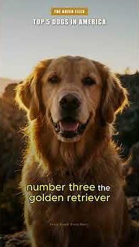 The Dog That Dethroned the Labrador After 31 Years — Top 5 Most Registered Dogs in America 2025