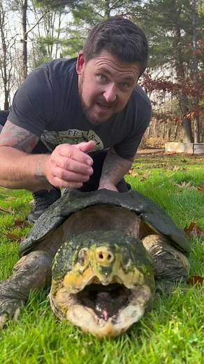 How to safely hold snapping turtles! #animalrescue #animalfriends #animalfacts #gardenstatetortoise #otistheturtle #contentcreator #endangeredspecies #turtlecare #animaleducation #turtles #turtlesoftiktok #reptilesoftiktok #alligatorsnappingturtle #snappingturtle #snapperturtle #snappingturtlebite | We Love Animalss