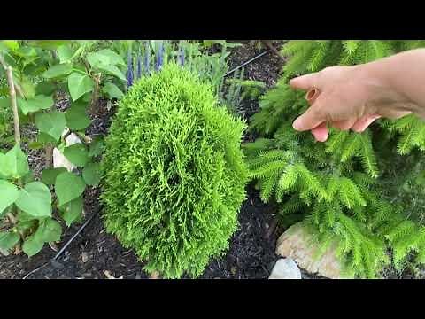 DIY Drip Irrigation on a Steep Hill