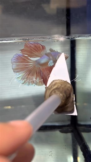 Halfmoon Dumbo Pink 🌸🌸🌸 | Aqua Spark