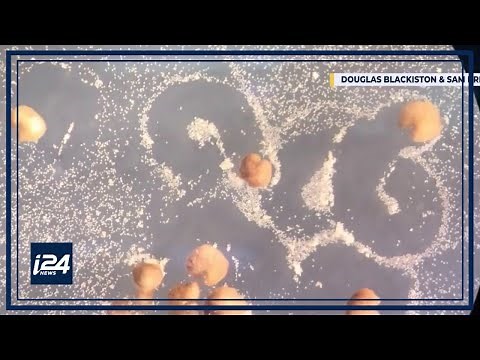 Scientists create living 'robot' organism: Xenobots