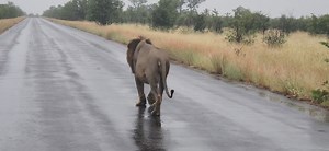 The North of Kruger National Park | Kruger Magazine