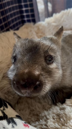 16K views · 1.5K reactions | So Isla is settling in slowly… she seems...