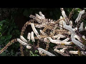 Cimicifuga simplex 'Brunette'