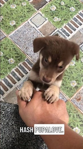 OMG! Baby Animals Playing!