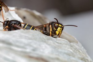 Red Wasp Eyes - _TNY_7973