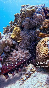 Joseph Leverton ב-TikTok